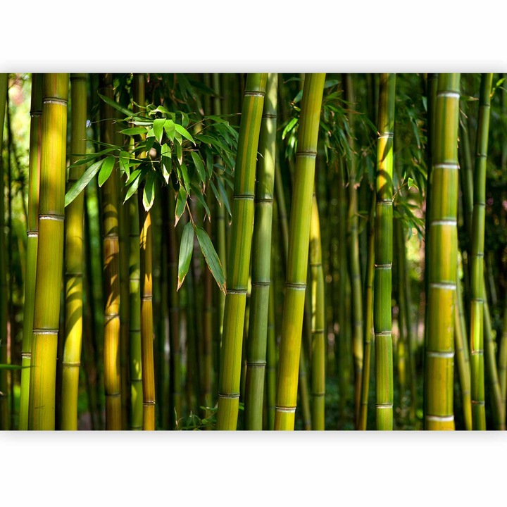 Fototapet Artgeist, Rezistent la apa - Eucalyptus alley - 500 x 350 cm