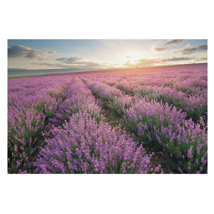 Fotótapéta Falra, Tulup, Levendula mezők, Lila, 104 x 70 cm, Vlies, Nappaliba, Szobába, 010100060020000034408