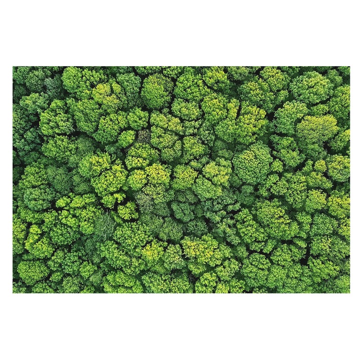 Tapéta Falra, Tulup, Erdei panoráma, Zöld, 104 x 70 cm, Vlies, Fali Dekoráció, 010100060020000088658