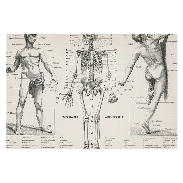 Rola Tapet Vlies De Perete, Tulup, Anatomia clasica, Alb Gri, 104 x 70 cm, Pentru Dormitor, Adeziv Puternic
