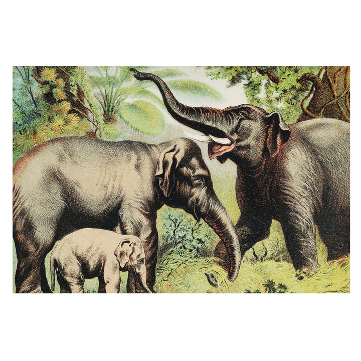 Tapéta Falra, Tulup, Családi elefántok, Zöld, 104 x 70 cm, Nem Szőtt, Modern Tapétatekercs, 010100060020000285579