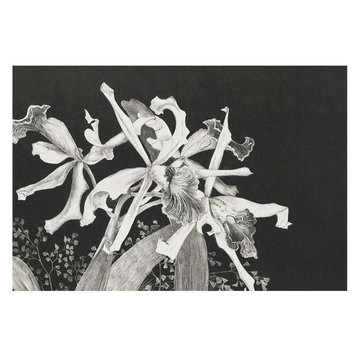 Fotótapéta Falra, Tulup, Orchidea illusztráció, Fekete, 104 x 70 cm, Nem Szőtt, Nappaliba, Szobába, 010100060020000285601