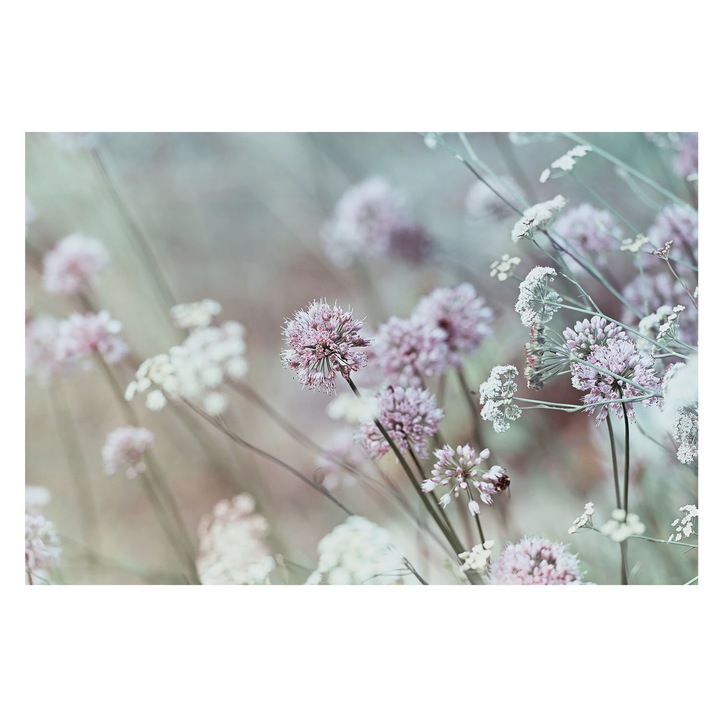 Fotótapéta Falra, Tulup, Vadvirágok, Fehér, 104 x 70 cm, Nem Szőtt, Erős Ragasztó, 010100060020000001836