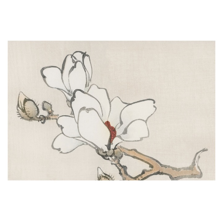 Dekor Tapéta, Tulup, Finom magnóliák, Fehér, 104 x 70 cm, Vlies, Öko, 010100060020000017982