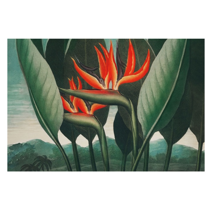 Vlies Fotótapéta De Perete, Tulup, Flori exotice, Verde, 104 x 70 cm, Pentru Hol, Usor De Instalat, 010100060020000031714