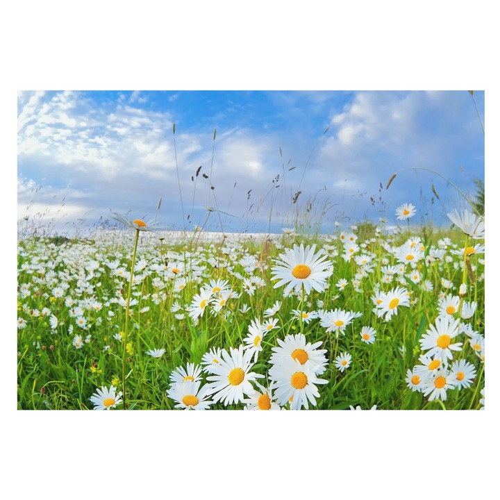 Tapéta Falra, Tulup, Nyári rét, Fehér, 152 x 104 cm, Vlies, Stílusos, 010100060030000000257