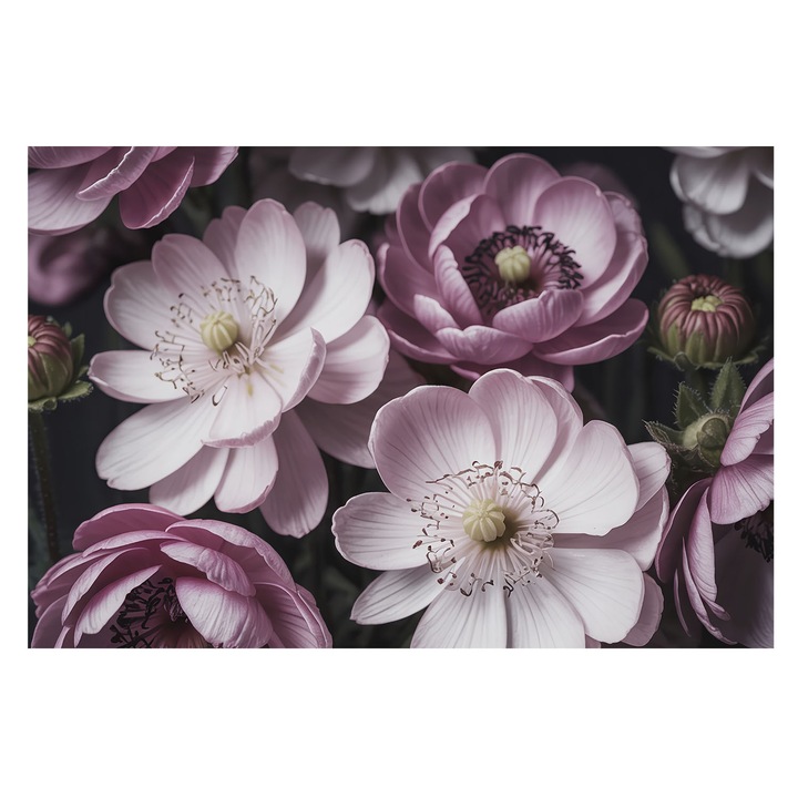 Tapéta Falra, Tulup, Virágos elegancia, Rózsaszín, 104 x 70 cm, Nem Szőtt, Klasszikus, 010100060020000284870