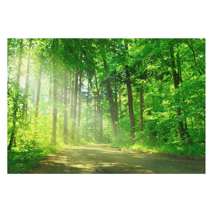 Tapéta Falra, Tulup, Erdei ösvény, Zöld, 152 x 104 cm, Nem Szőtt, Modern Belsőépítészeti Dekoráció, 010100060030000001454