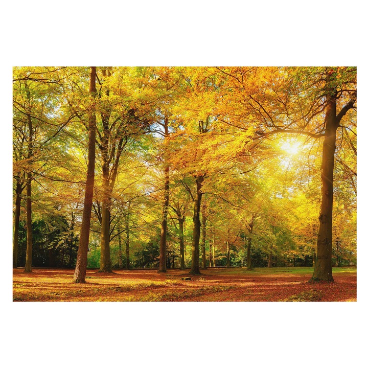 Fotótapéta Falra, Tulup, Arany levelek, Sárga, 152 x 104 cm, Vlies, Hálószobába, Konyhába, 010100060030000007647