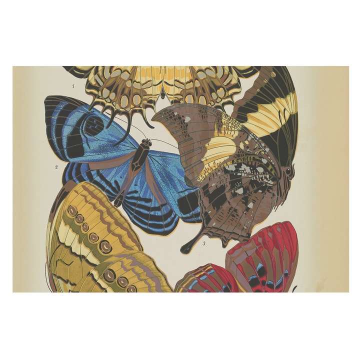 Tapéta Falra, Tulup, Pillangók inspirációja, Fekete, 104 x 70 cm, Vlies, Élénk Színek, 010100060020000285372