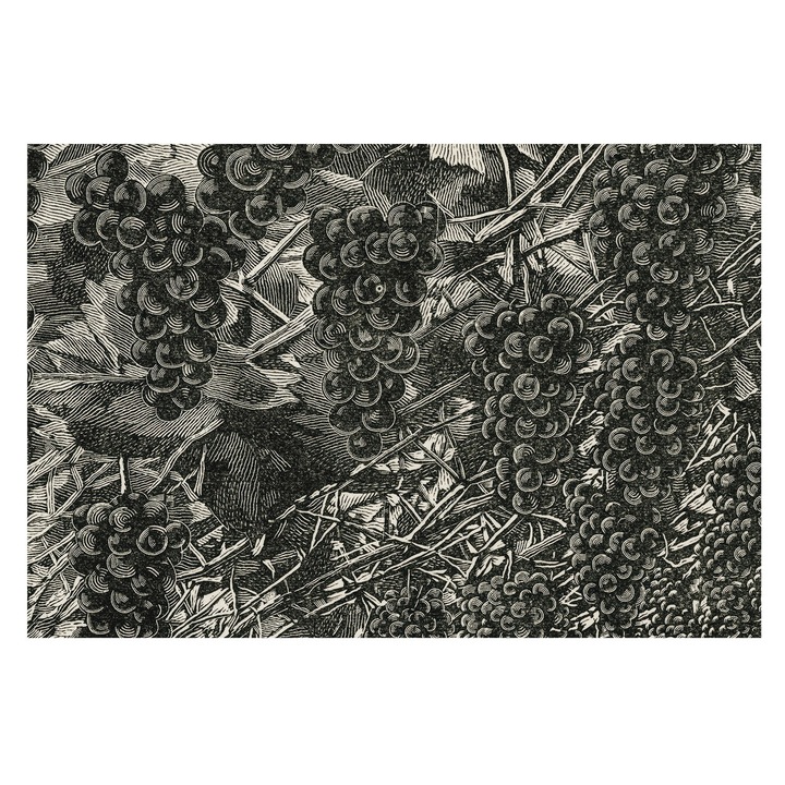 Tapéta Vlies Fali Dekoráció, Tulup, Szőlőminta, Fekete és fehér, 104 x 70 cm, Nem Szőtt, Nappaliba, Szobába, 010100060020000285418