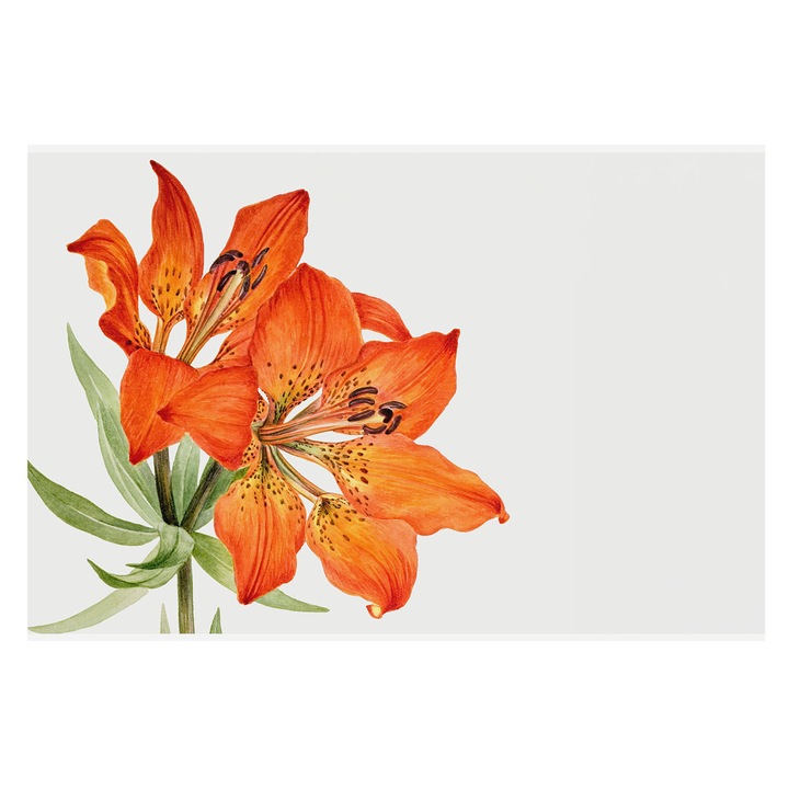 Fotótapéta Falra, Tulup, Narancssárga liliom, Narancssárga, 104 x 70 cm, Vlies, Modern Tapétatekercs, 010100060020000285484