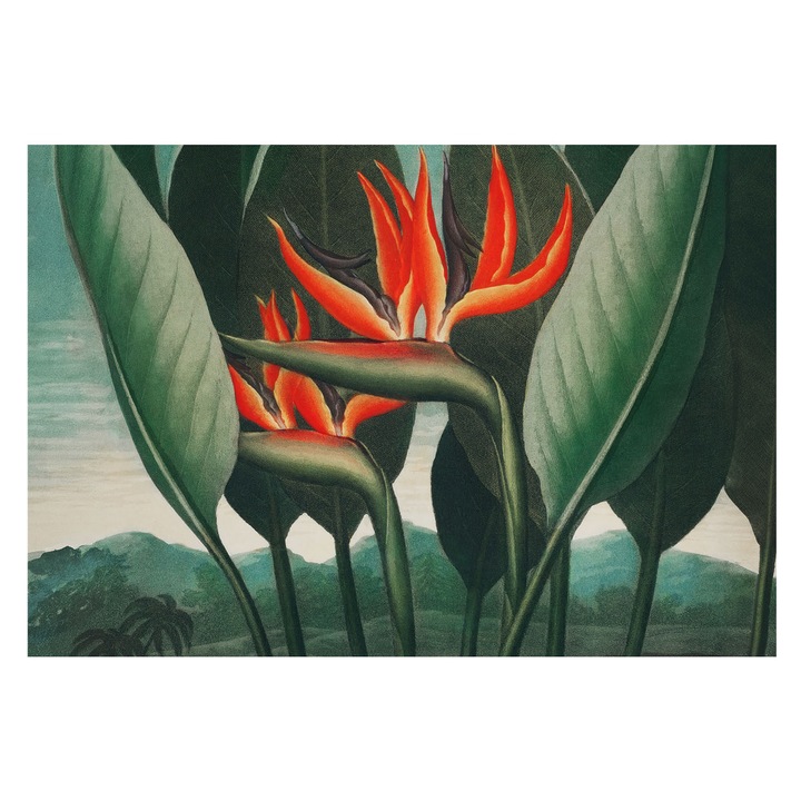 Vlies Fotótapéta De Perete, Tulup, Flori exotice, Verde, 152 x 104 cm, Pentru Hol, Usor De Instalat, 010100060030000031714