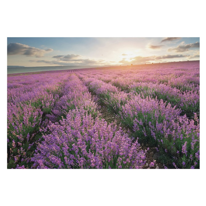 Fotótapéta Falra, Tulup, Levendula mezők, Lila, 152 x 104 cm, Vlies, Nappaliba, Szobába, 010100060030000034408