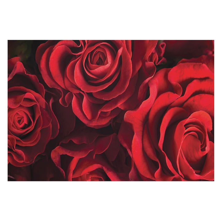 Dekor Tapéta, Tulup, Vörös rózsák, Piros, 152 x 104 cm, Nem Szőtt, Nappaliba, Szobába, 010100060030000034417