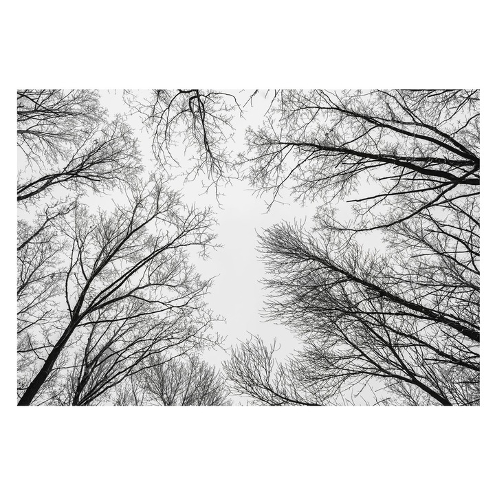 Fotótapéta Falra, Tulup, Csupasz ágak, Fekete és fehér, 152 x 104 cm, Vlies, Öko, 010100060030000282714
