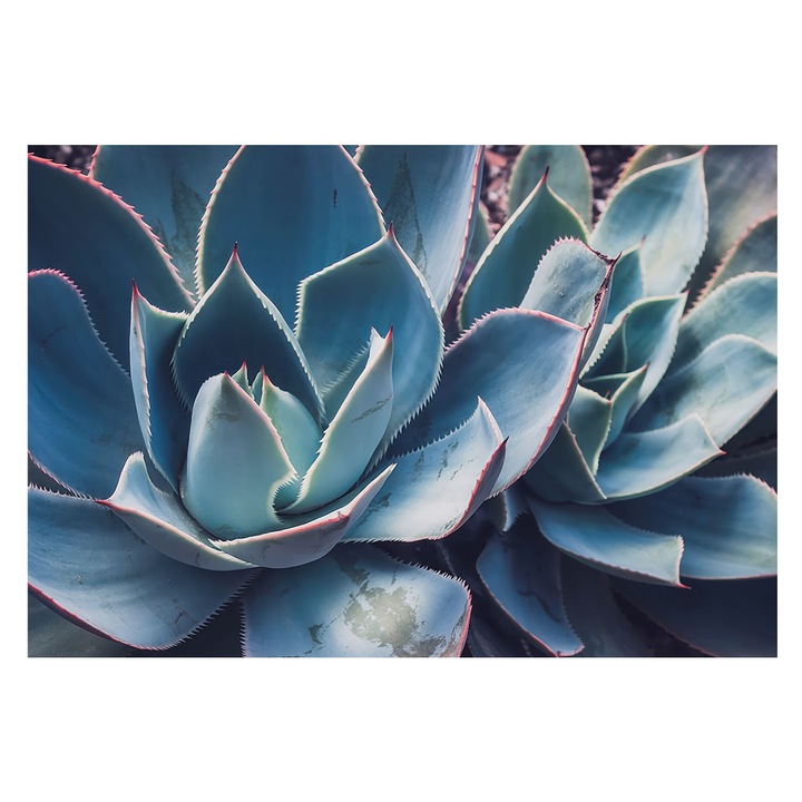 Dekor Tapéta, Tulup, Zöld aloe vera, Kék, 152 x 104 cm, Nem Szőtt, Fali Dekoráció, 010100060030000284754