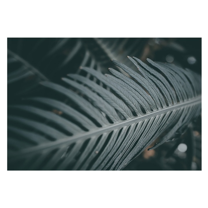 Fotótapéta Falra, Tulup, Zöld levél, Zöld, 152 x 104 cm, Nem Szőtt, Előszobába, Nappaliba, 010100060030000284893