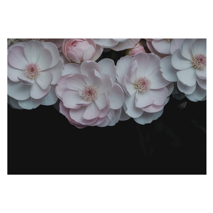 Dekor Tapéta, Tulup, Egy finom csokor, Fehér, 152 x 104 cm, Vlies, Modern Dizájn, 010100060030000284965