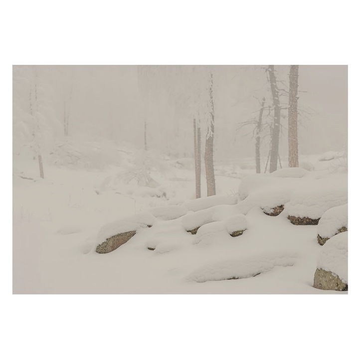 Tapet Vinilic Pentru Perete, Tulup, Padure inzapezita, Alb, 152 x 104 cm, Pentru Bucatarie, Cu Model, 010100060030000284961