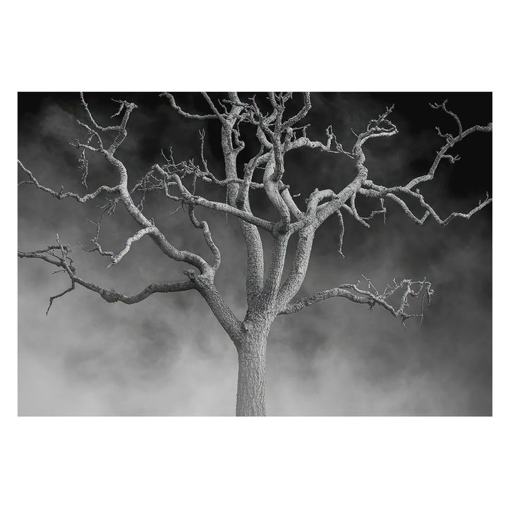 Tapéta Falra, Tulup, Ködös fa, Fekete és fehér, 152 x 104 cm, Vlies, Könnyen Felszerelhető, 010100060030000285088
