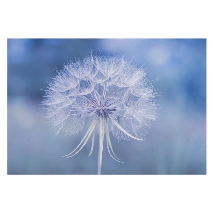 Tapéta Falra, Tulup, Kék finomság, Kék, 152 x 104 cm, Vlies, Élénk Színek, 010100060030000285225