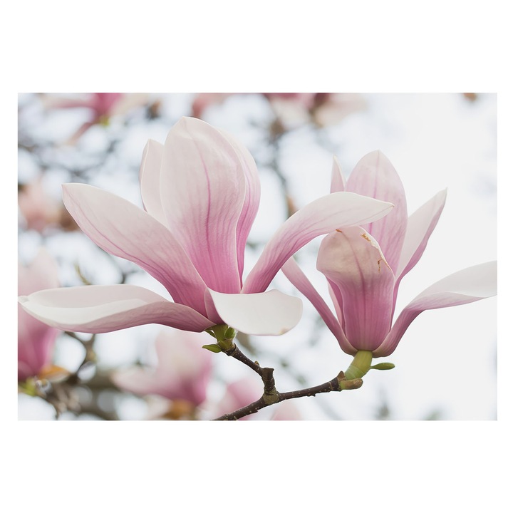 Tapéta Vlies Fali Dekoráció, Tulup, Magnólia virágok, Rózsaszín, 152 x 104 cm, Nem Szőtt, Nappaliba, Szobába, 010100060030000284925