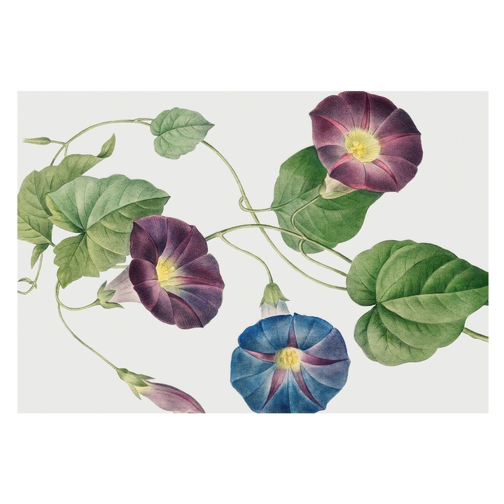 Dekor Tapéta, Tulup, Florisztikai elegancia, Fekete, 152 x 104 cm, Vlies, Könnyen Felszerelhető, 010100060030000285498