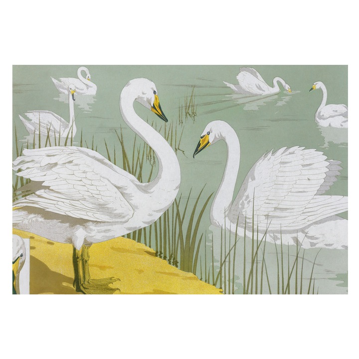 Dekor Tapéta, Tulup, Hattyúk tava, Fehér, 152 x 104 cm, Nem Szőtt, Könnyen Felszerelhető, 010100060030000285500