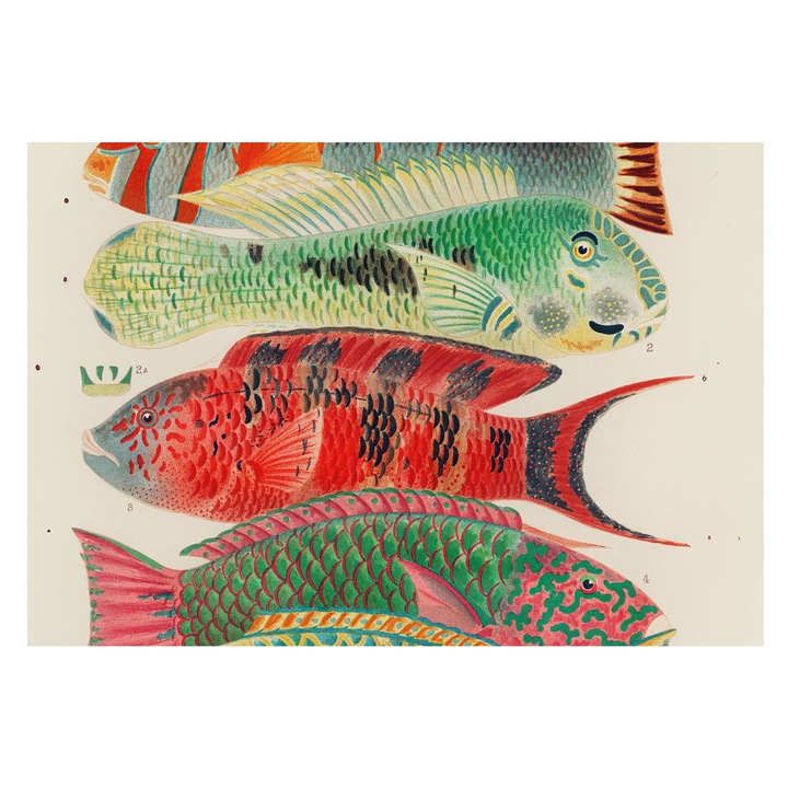 Fotótapéta Falra, Tulup, Egzotikus halak, Zöld, 152 x 104 cm, Vlies, Stílusos, 010100060030000285435