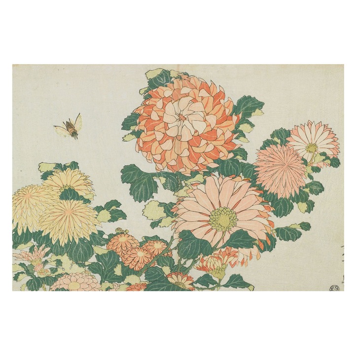 Fotótapéta Falra, Tulup, Krizantém virágok, Krémszín, 152 x 104 cm, Vlies, Élénk Színek, 010100060030000285547