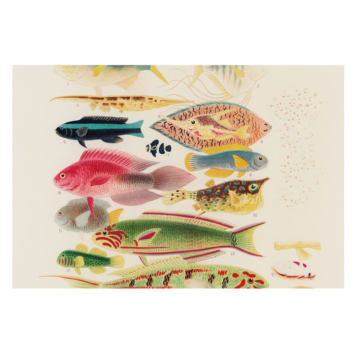 Tapéta Falra, Tulup, Színes halak, Bézs, 104 x 70 cm, Nem Szőtt, Stílusos, 010100060020000285437