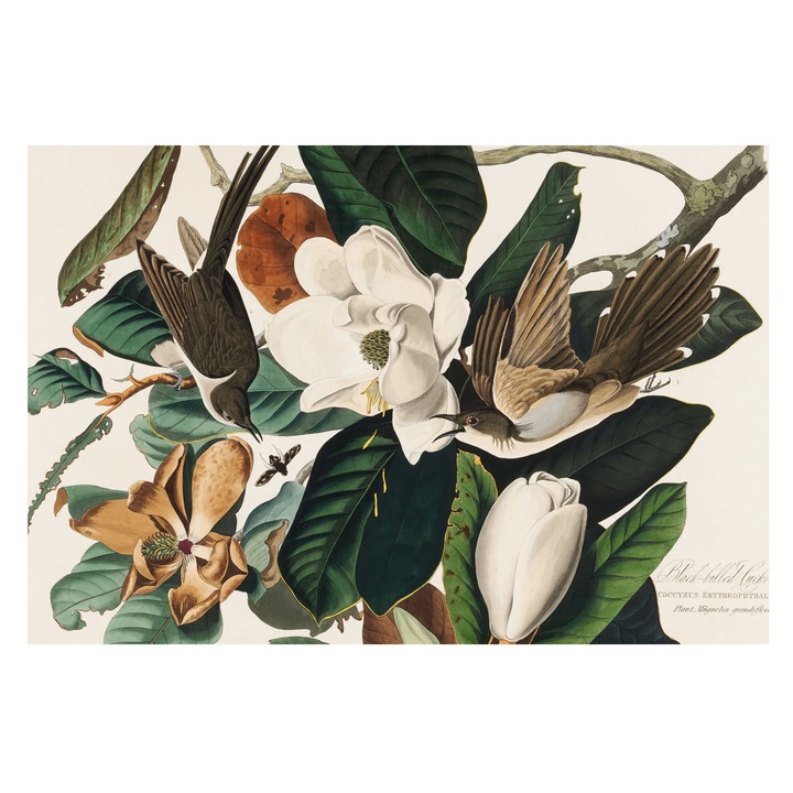 Fotótapéta Falra, Tulup, Madarak magnóliák, Zöld, 104 x 70 cm, Nem Szőtt, Fali Dekoráció, 010100060020000285473