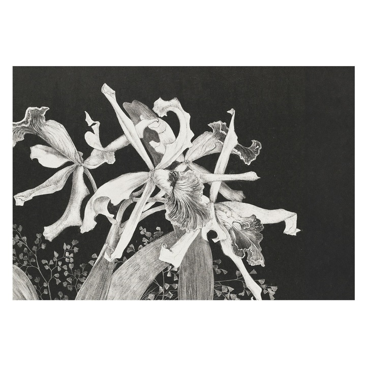 Fotótapéta Falra, Tulup, Orchidea illusztráció, Fekete, 152 x 104 cm, Nem Szőtt, Nappaliba, Szobába, 010100060030000285601