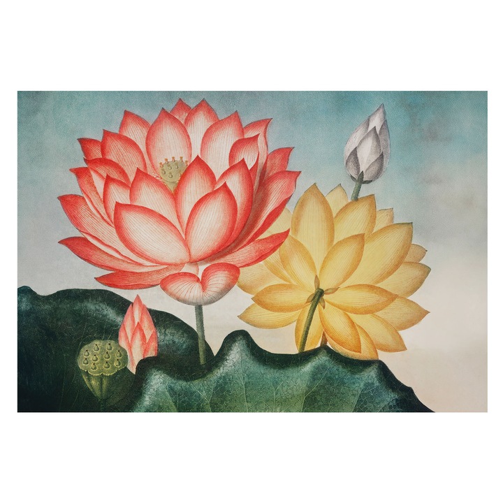 Dekor Tapéta, Tulup, Lótuszvirágok, Piros, 152 x 104 cm, Vlies, Stílusos, 010100060030000285620