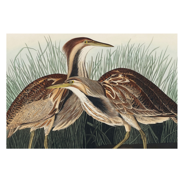 Tapéta Falra, Tulup, Realisztikus madarak, Barna, 104 x 70 cm, Vlies, Nappaliba, Szobába, 010100060020000285597