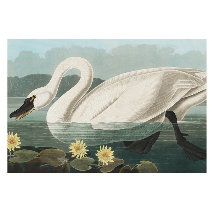 Tapet Vlies Pentru Perete, Tulup, Lebada si nuferi, Alb, 104 x 70 cm, Pentru Living, Elegant, 010100060020000285474