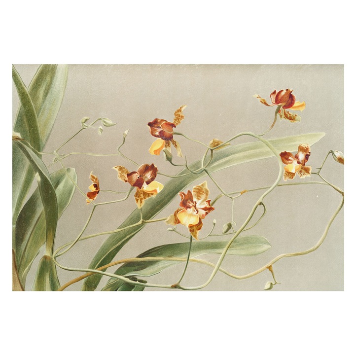 Vlies Fotótapéta De Perete, Tulup, Orhidee clasice, Gri, 152 x 104 cm, Design Modern, Usor De Instalat, 010100060030000285577