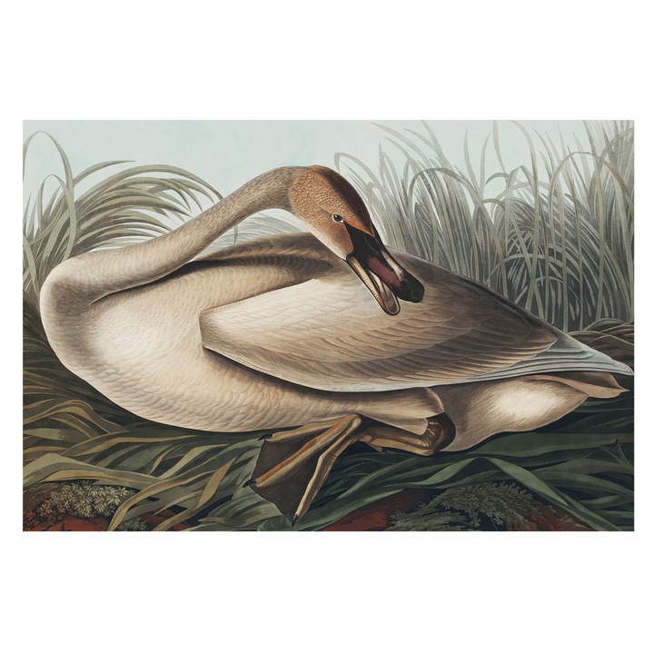 Fali Fotótapéta, Tulup, Pasare naturala, Maro, 104 x 70 cm, Premium, Design Modern, 010100060020000285598