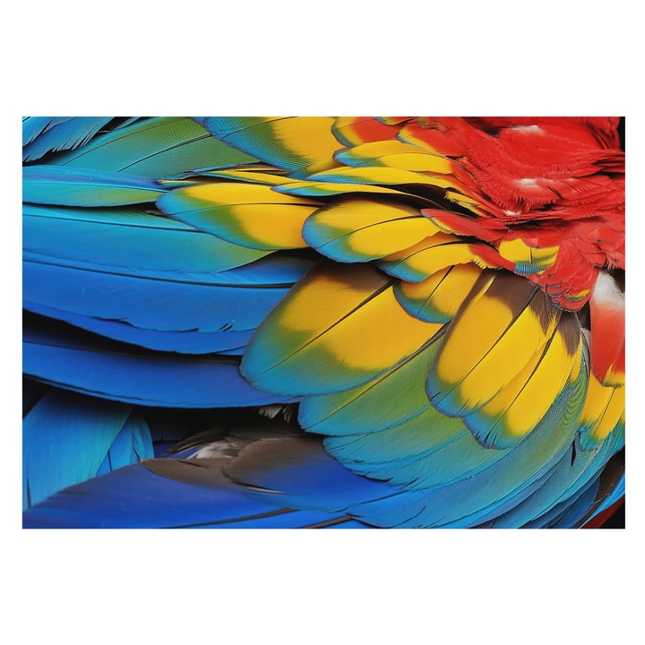 Fotótapéta Falra, Tulup, Szivárvány tollak, Kék, 152 x 104 cm, Vlies, Modern Belsőépítészeti Dekoráció, 010100060030000284956