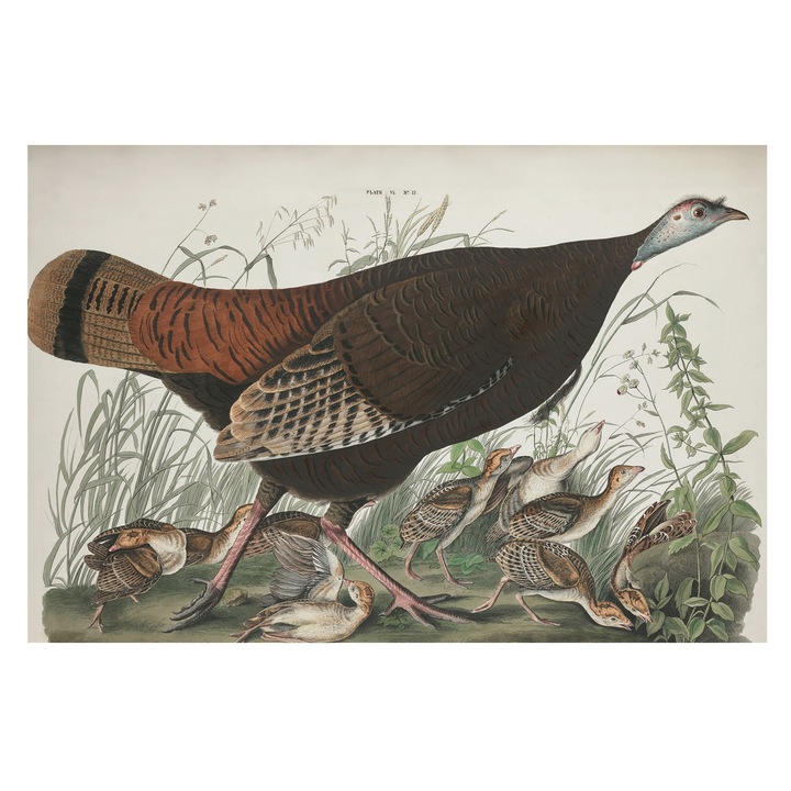 Tapéta Falra, Tulup, Természetes harmónia, Barna, 104 x 70 cm, Nem Szőtt, Könnyen Felszerelhető, 010100060020000285593
