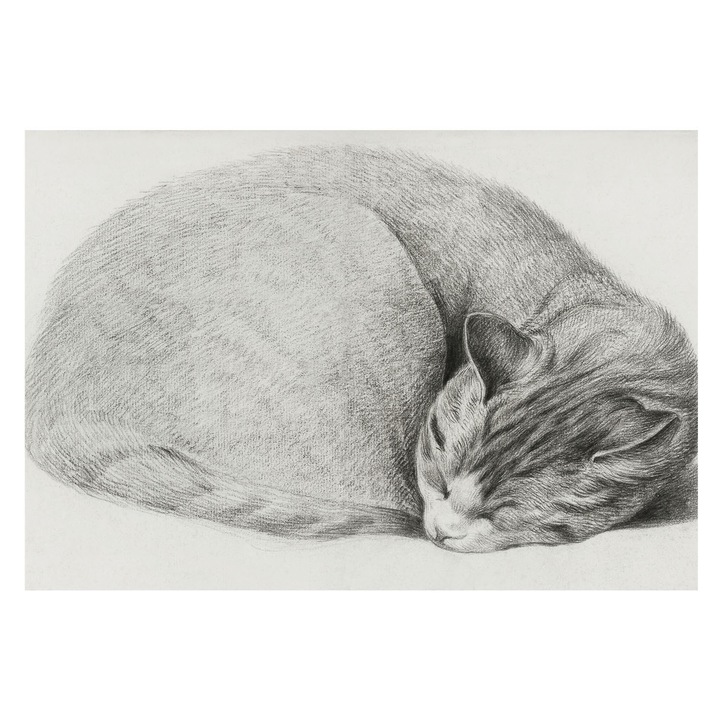Tapéta Vlies Fali Dekoráció, Tulup, Összegömbölyödött macska, Szürke, 152 x 104 cm, Nem Szőtt, Modern Belsőépítészeti Dekoráció, 010100060030000285291