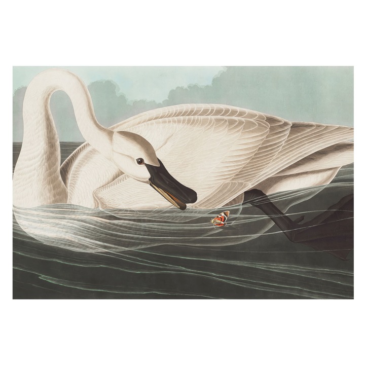 Tapéta Falra, Tulup, A természet harmóniája, Fehér, 152 x 104 cm, Nem Szőtt, Fali Dekoráció, 010100060030000285296