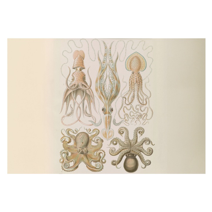 Fotótapéta Falra, Tulup, Tengeri élővilág, Bézs, 152 x 104 cm, Nem Szőtt, Élénk Színek, 010100060030000285376