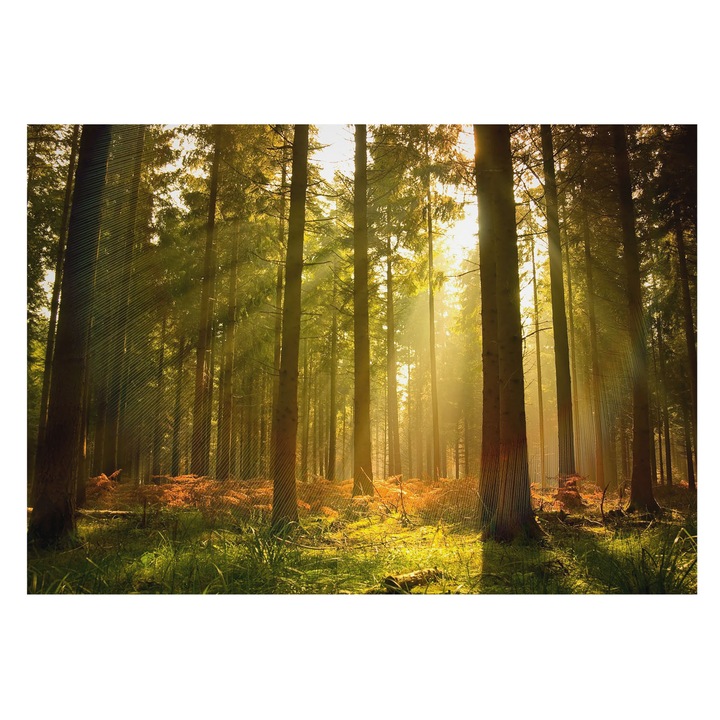 Tapéta Vlies Fali Dekoráció, Tulup, Erdei reggel, Zöld, 208 x 146 cm, Nem Szőtt, Stílusos, 010100060040000000581