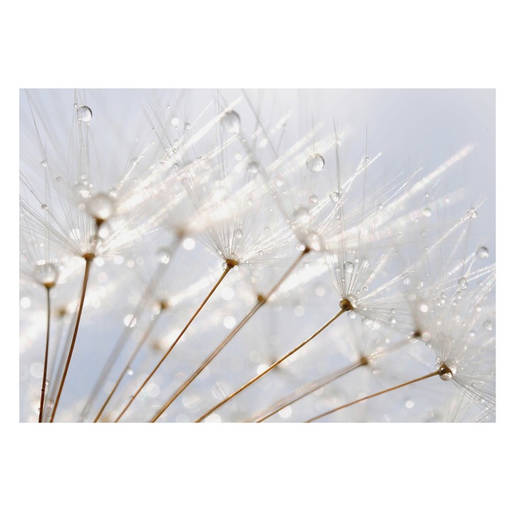 Tapéta Vlies Fali Dekoráció, Tulup, Rózsás pitypang, Fehér, 208 x 146 cm, Nem Szőtt, Élénk Színek, 010100060040000001022