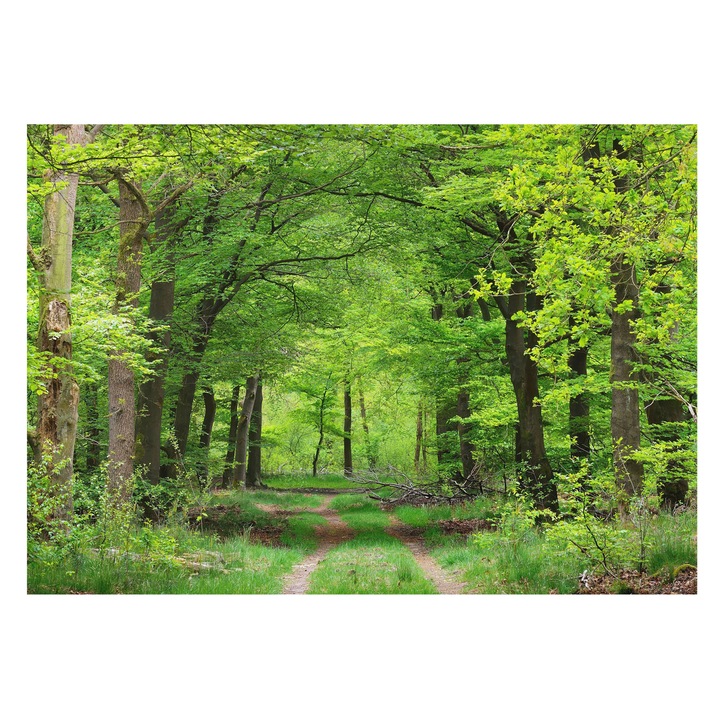 Tapéta Falra, Tulup, Erdei ösvény, Zöld, 208 x 146 cm, Vlies, Előszobába, Nappaliba, 010100060040000007217