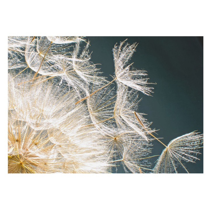 Tapéta Falra, Tulup, A könnyedség pitypangja, Fehér, 208 x 146 cm, Nem Szőtt, Élénk Színek, 010100060040000001133