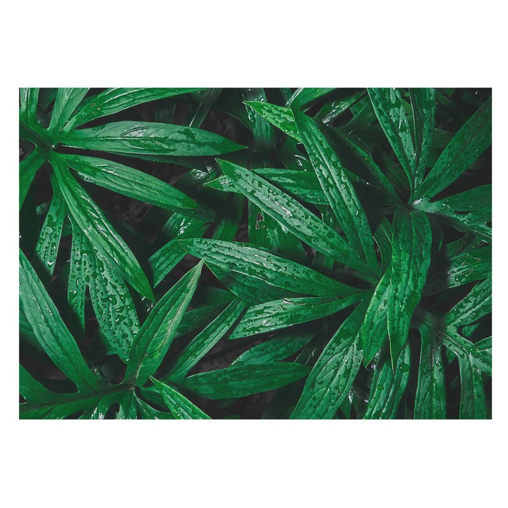 Dekor Tapéta, Tulup, Természetes növényzet, Zöld, 208 x 146 cm, Vlies, Élénk Színek, 010100060040000077396