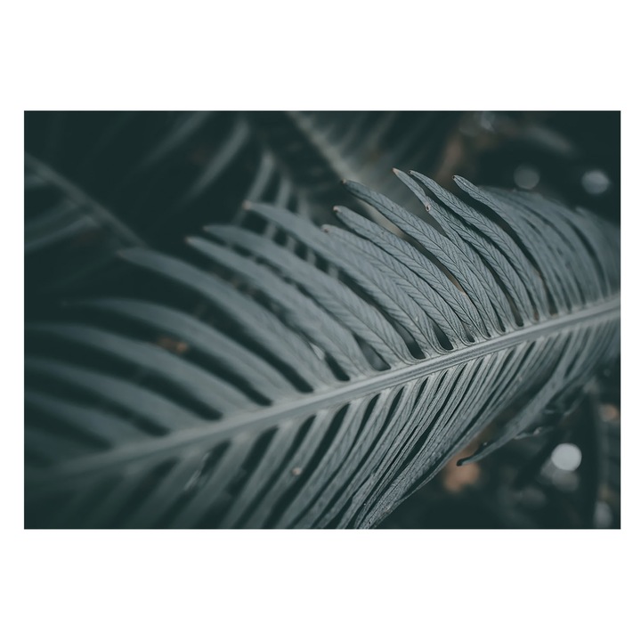 Fotótapéta Falra, Tulup, Zöld levél, Zöld, 208 x 146 cm, Nem Szőtt, Előszobába, Nappaliba, 010100060040000284893